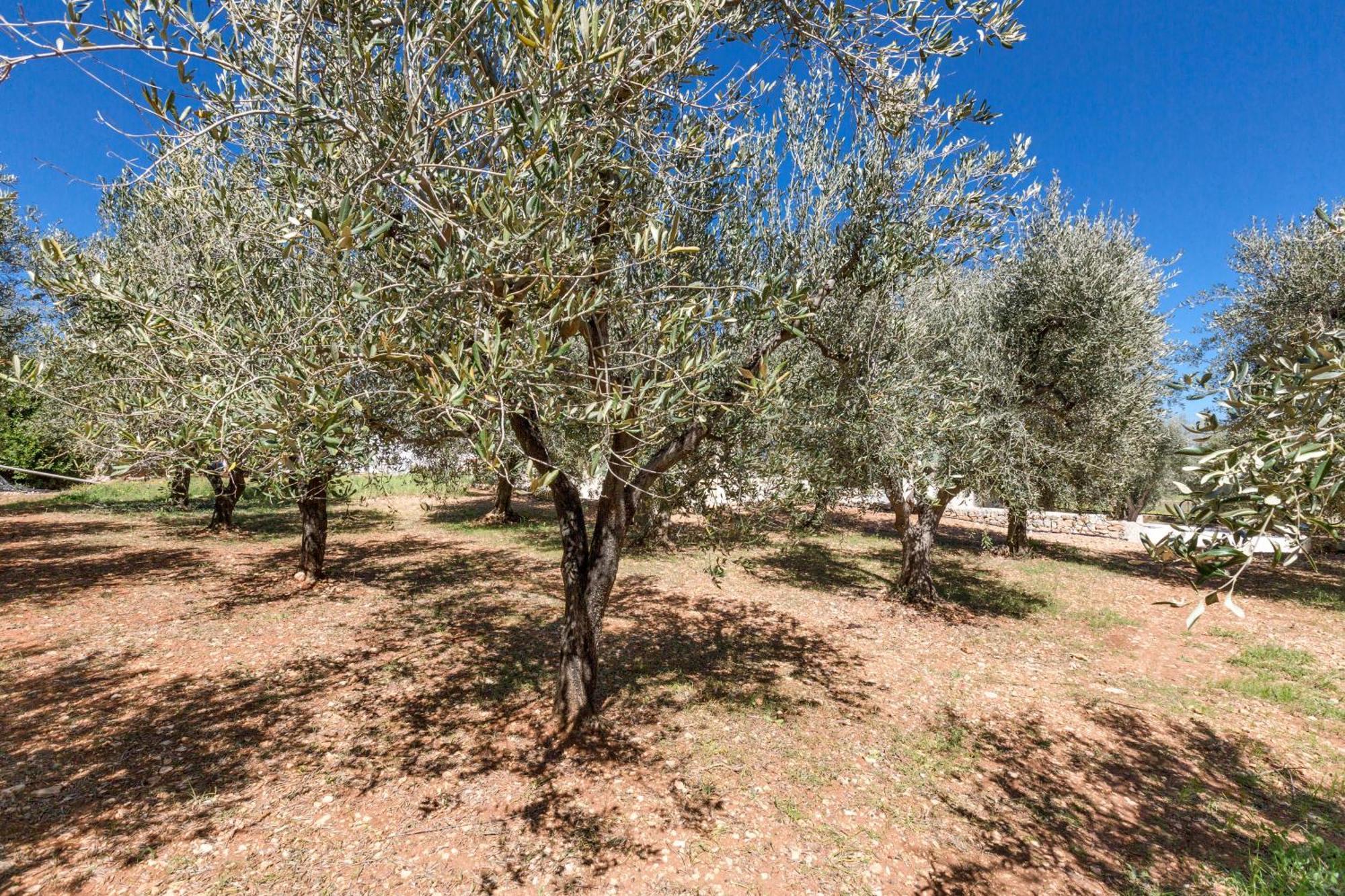 Trulli Ulivo Di Puglia By Barbarhouse Villa Selva Di Fasano Eksteriør bilde